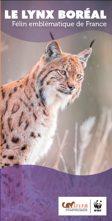 Le lynx boréal (lynx lynx) - Les Amis du Muséum