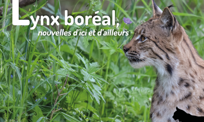 Lettre d'actualités "Lynx boréal, nouvelles d'ici et d'ailleurs"- n°18