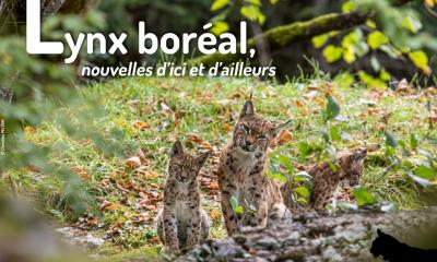 Lettre d'actualités "Lynx boréal, nouvelles d'ici et d'ailleurs"- n°19