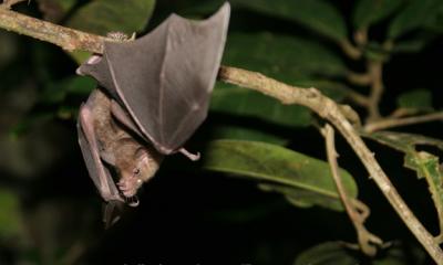 Monophylle des Petites Antilles © Baptiste Angin