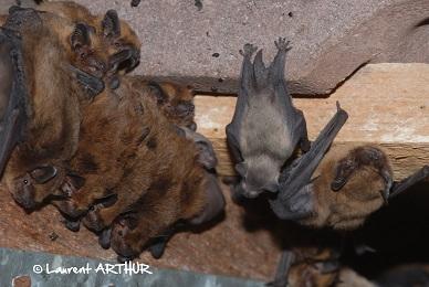 Colonie de maternité de Pipistrelles communes dans un grenier.